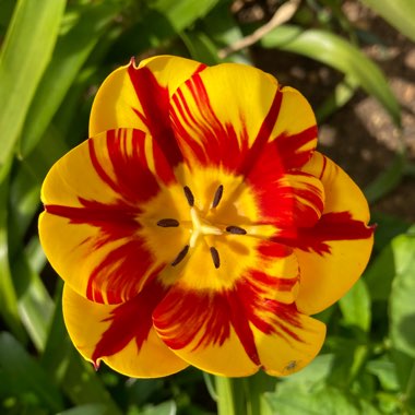 Tulipa 'Helmar'