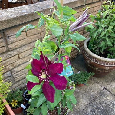 Clematis 'Niobe'