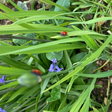 Allium roseum