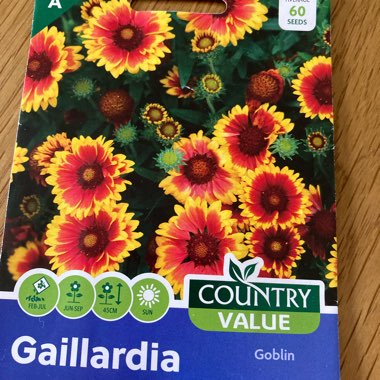 Gaillardia x grandiflora 'Kobold' syn. Gaillardia 'Kobold', Gaillardia x grandiflora 'Goblin', Gaillardia 'Goblin'