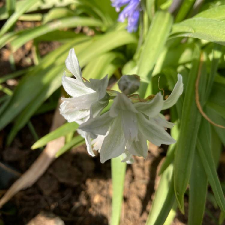 plant image 1584479