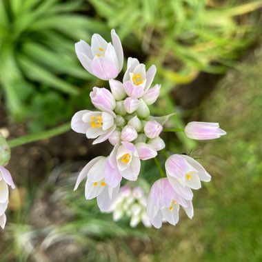 Allium roseum