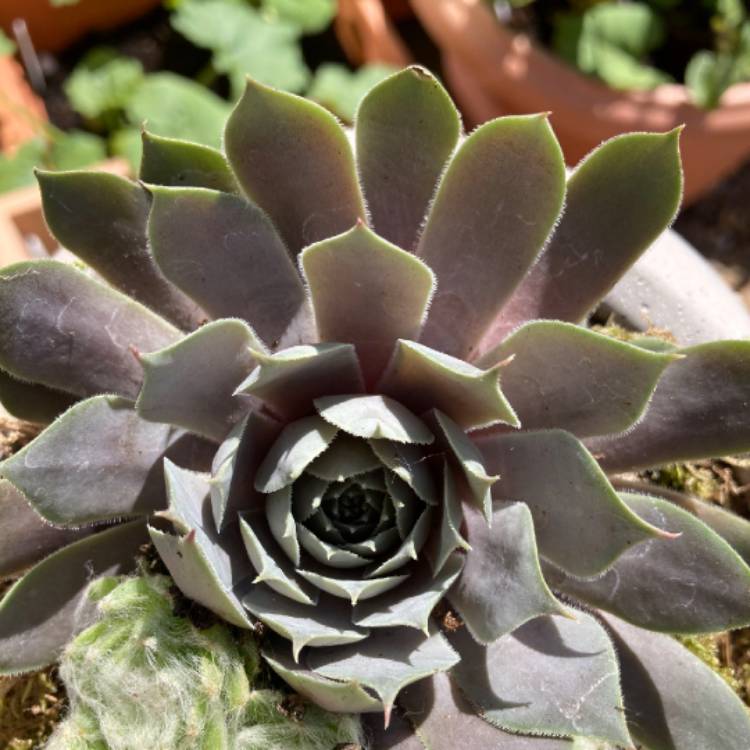 Plant image Sempervivum Lilac Time