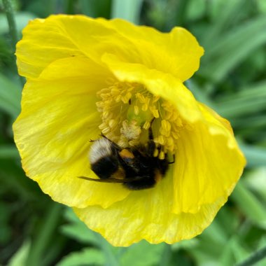 Meconopsis cambrica