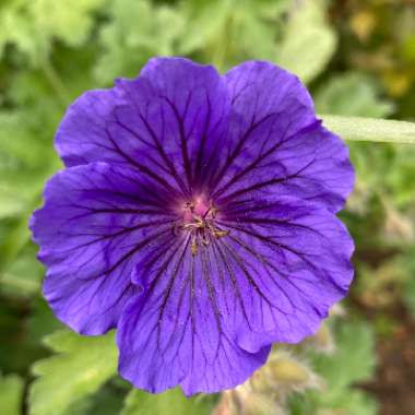 Geranium x magnificum syn. Geranium magnificum