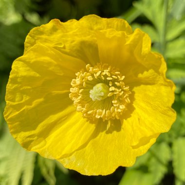 Meconopsis cambrica