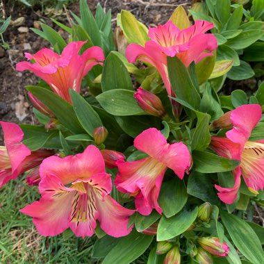 Alstroemeria 'Tesshine' (Inticancha Series) syn. Alstroemeria 'Inticancha Sunshine'