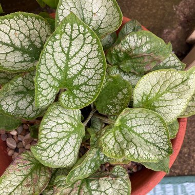 Brunnera macrophylla 'Jack Frost'