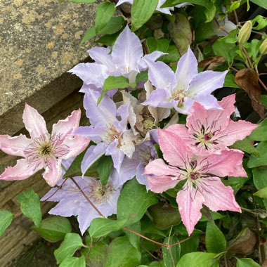 Clematis 'Sarah Elizabeth'™ evipo098