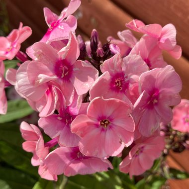 Phlox paniculata 'Salmon Orange'