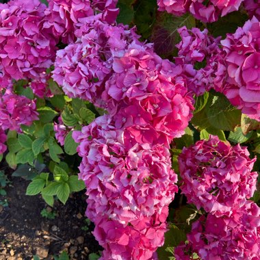 Hydrangea macrophylla 'Altona'