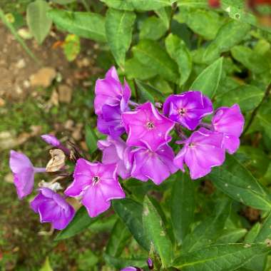 Phlox paniculata 'Sweet Summer™Purple White'