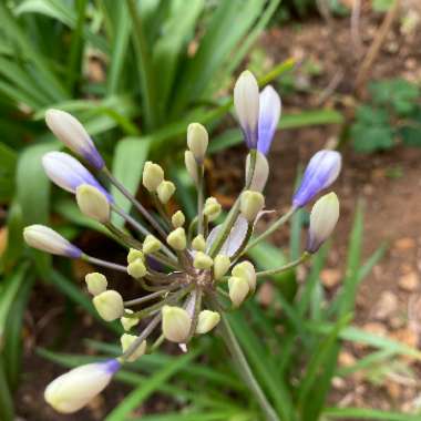 Agapanthus 'Ambic001' syn. Agapanthus 'Twister', Agapanthus 'Indigo Frost'