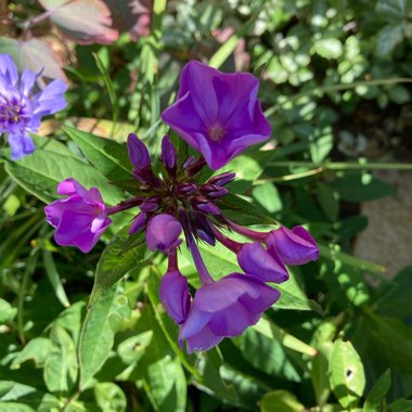 Phlox paniculata 'Sweet Summer™Purple White'