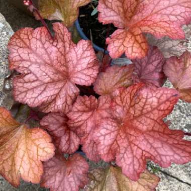 Heuchera 'Paprika'