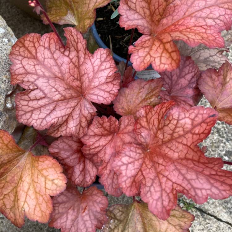 Plant image Heuchera 'Paprika'