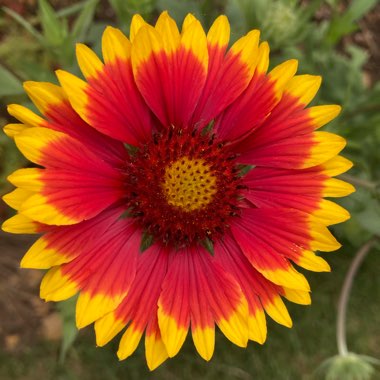 Gaillardia x grandiflora 'Kobold' syn. Gaillardia 'Kobold', Gaillardia x grandiflora 'Goblin', Gaillardia 'Goblin'