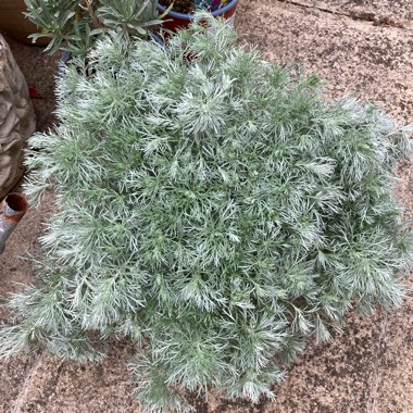 Artemisia schmidtiana 'Nana'