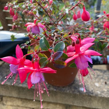 Fuchsia Ringwood Market (Bush)