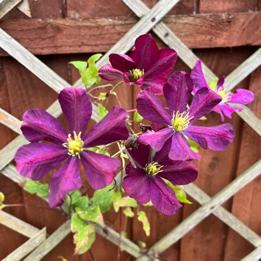 Clematis 'Voluceau'