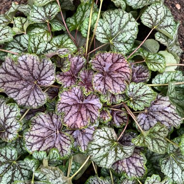 Heuchera 'Green Spice' syn. Heuchera americana 'Green Spice'