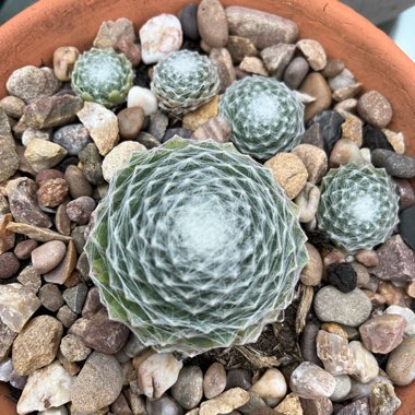 Sempervivum Arachnoideum Cobweb