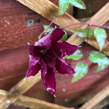 Clematis 'Niobe'