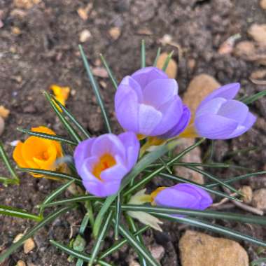 Crocus sieberi subsp. sublimis 'Tricolor' syn. Crocus sieberi subsp. sublimis f. tricolor