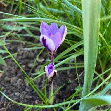 Crocus minimus 'Spring Beauty'