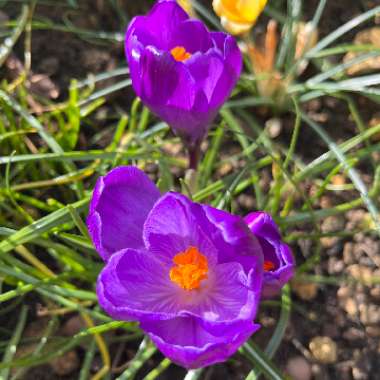 Crocus vernus 'Flower Record'