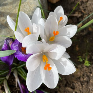 Crocus vernus 'Jeanne d'Arc' syn. Crocus vernus subsp. albiflorus 'Jeanne d'Arc', Crocus x cultorum 'Jeanne d'Arc', Crocus 'Joan of Arc'