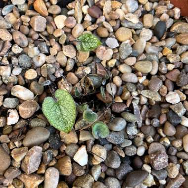 Brunnera macrophylla 'Jack Frost'