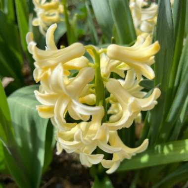 Hyacinthus orientalis 'City of Haarlem'