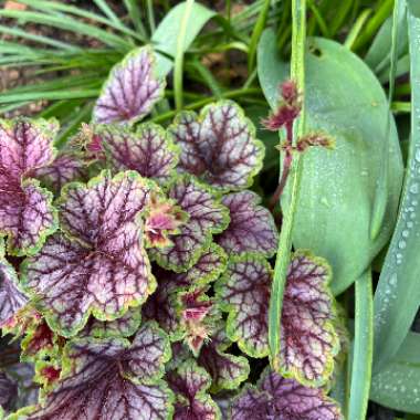 Heuchera 'Green Spice' syn. Heuchera americana 'Green Spice'