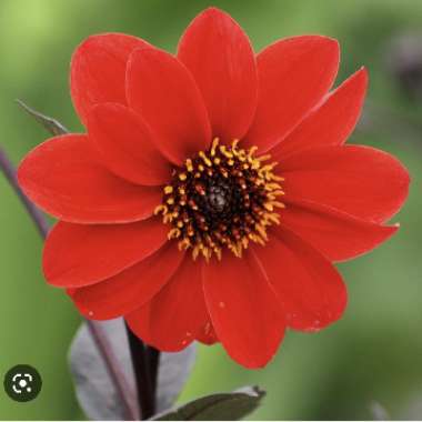 Dahlia 'Bishop of Llandaff'