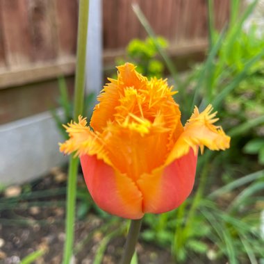 Tulipa 'Lambada'