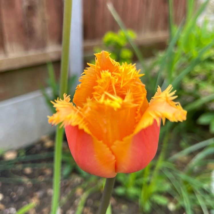 Plant image Tulipa 'Lambada'