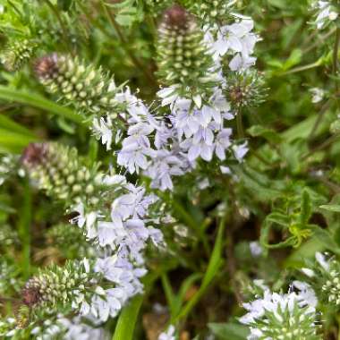 Veronica prostrata