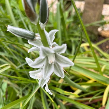 Ornithogalum nutans