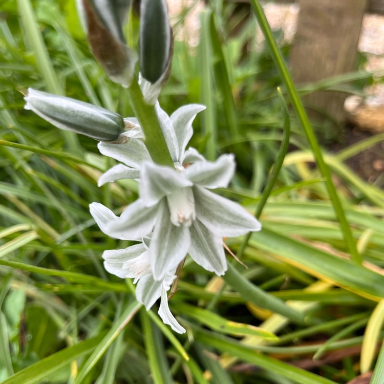 plant image 1662863