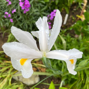 Iris 'Alaska'