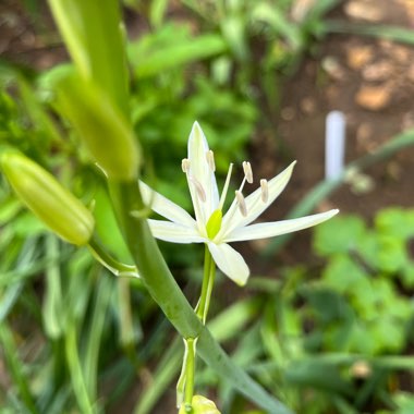 Camassia leichtlinii 'Sacajawea'