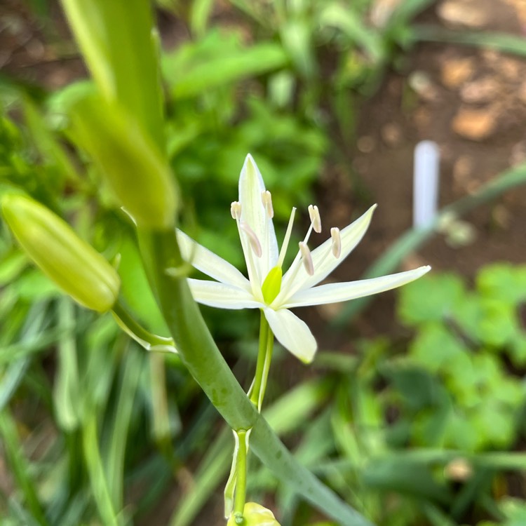 plant image 1663960