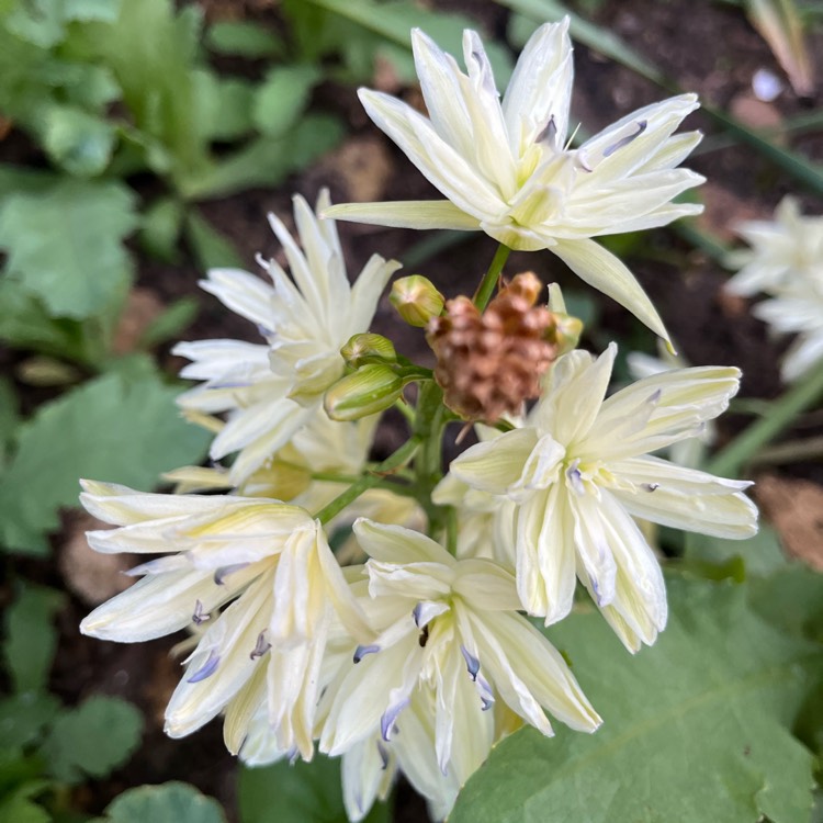 plant image 1667264