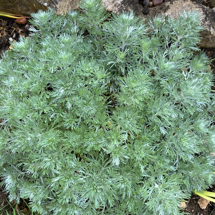 plant image 1671083