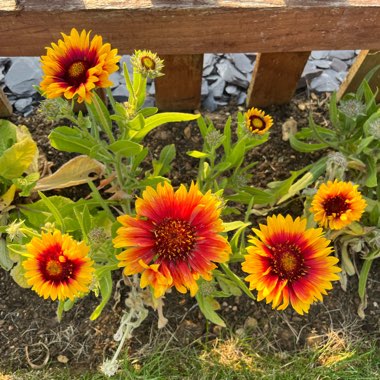 Gaillardia x grandiflora 'Kobold' syn. Gaillardia 'Kobold', Gaillardia x grandiflora 'Goblin', Gaillardia 'Goblin'