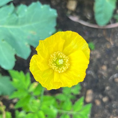 Meconopsis cambrica