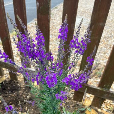 Linaria purpurea