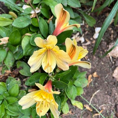 Alstroemeria 'Tescaban' (Inticancha Series) syn. Alstroemeria 'Inticancha Cabana'