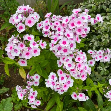 Phlox paniculata 'Adessa Pink Star' (Adessa Series)